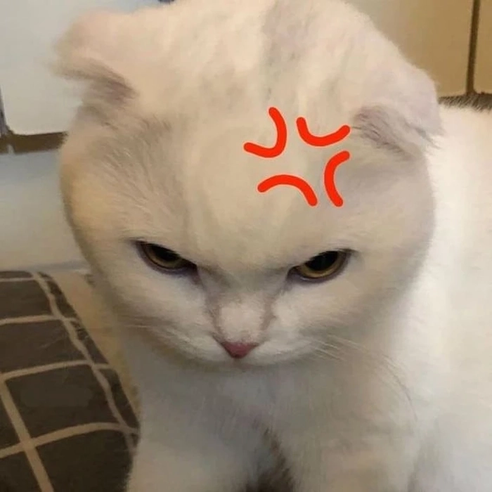 Mèo meme dỗi như diễn viên