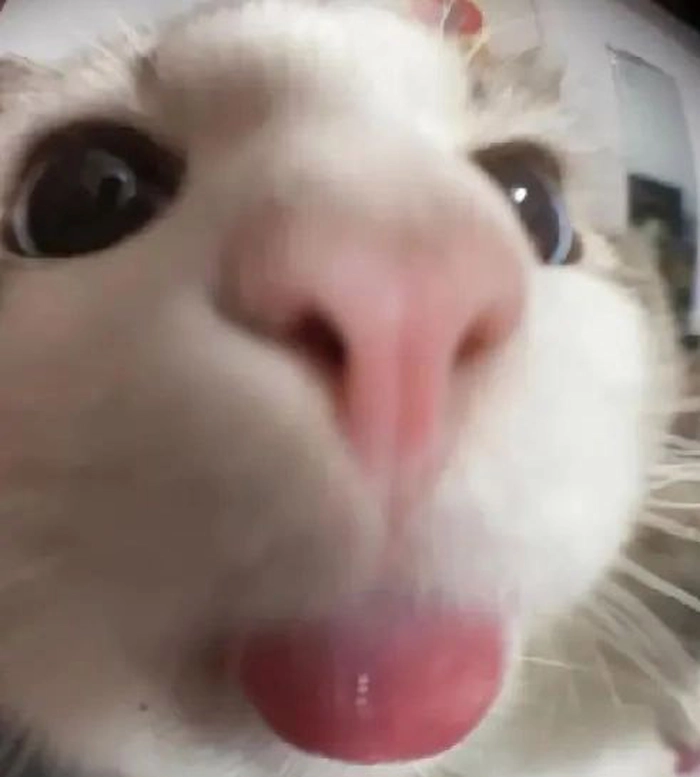 Mèo meme lè lưỡi trêu ngươi