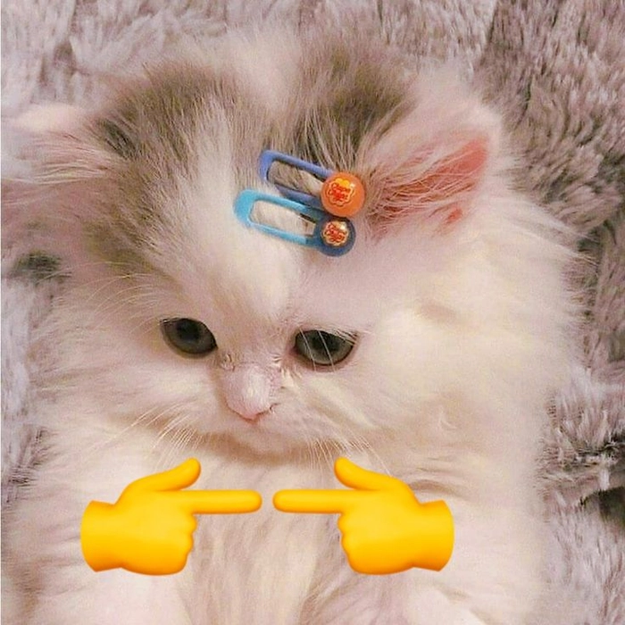 Mèo meme sad tâm trạng