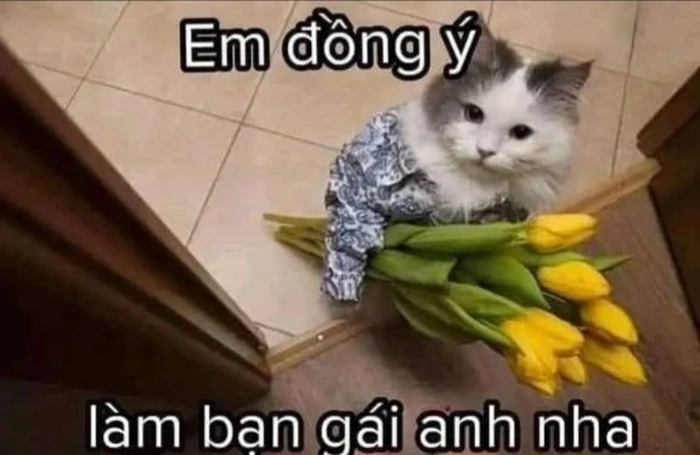 Mèo meme tặng hoa