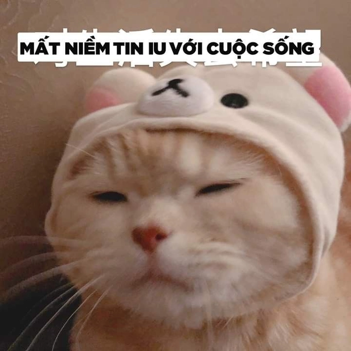 Mèo mệt mỏi meme ánh mắt vô hồn