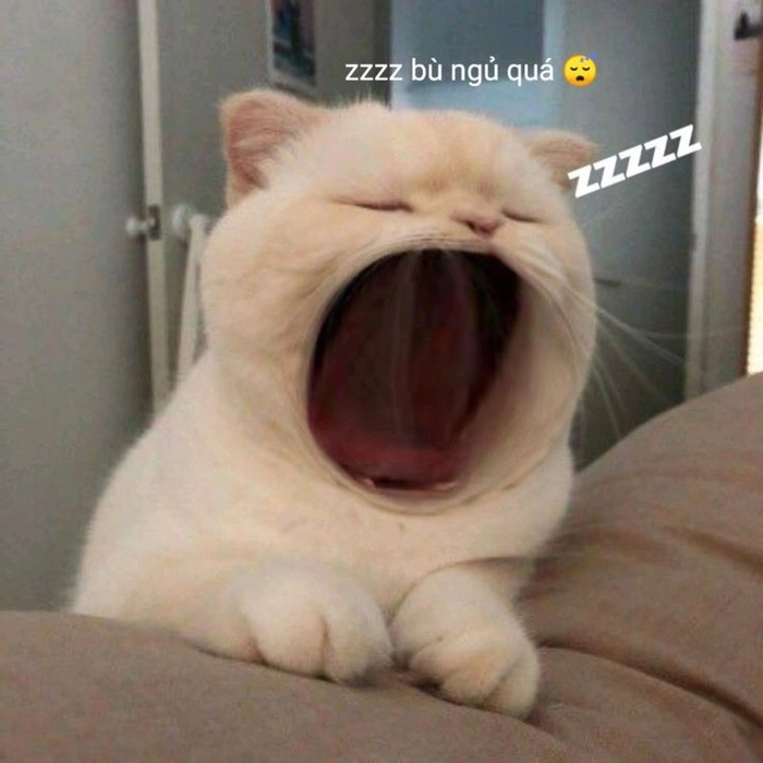 Mèo mệt mỏi meme không muốn làm gì