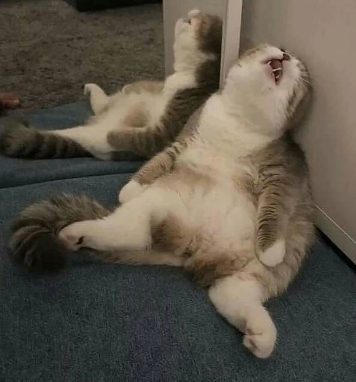 Mèo mệt mỏi meme lăn ra ngủ
