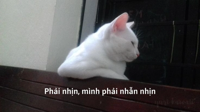 Mèo mệt mỏi meme lười biếng