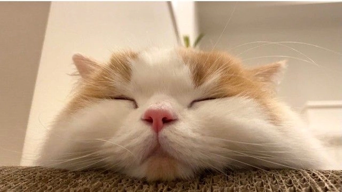 Mèo mệt mỏi meme nằm gục