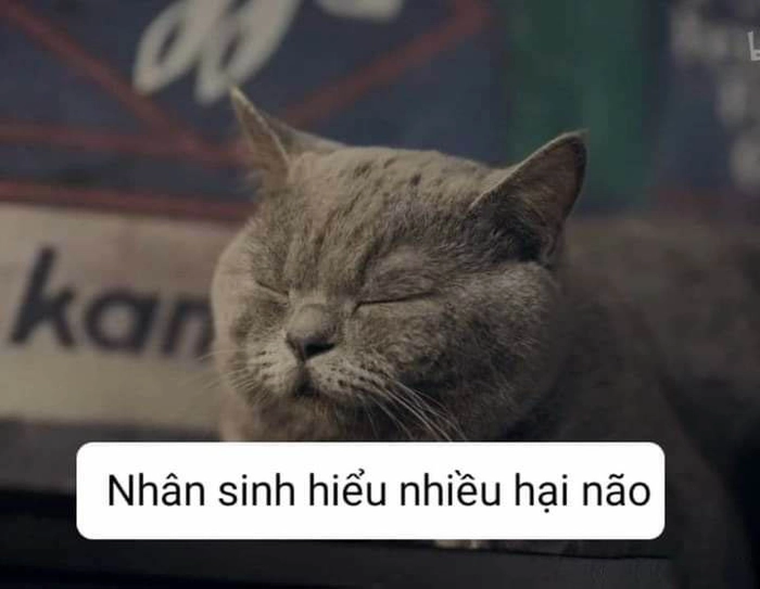 Mèo mệt mỏi meme nằm thở