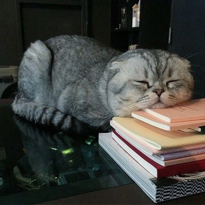 Mèo mệt mỏi meme ngủ gật