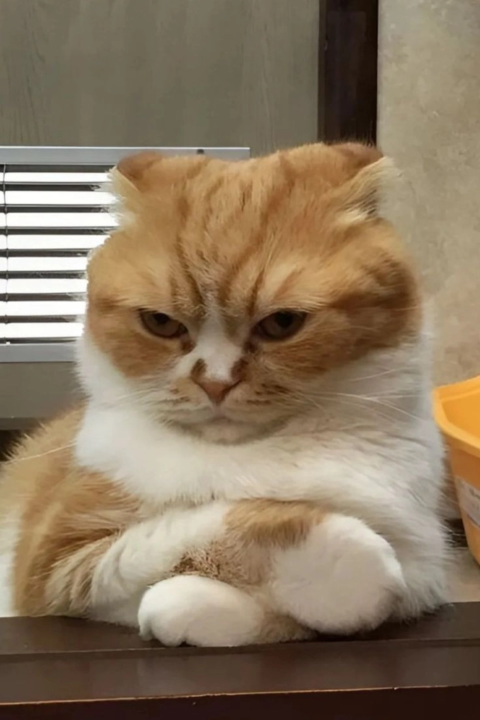 Mèo ngầu meme lạnh lùng