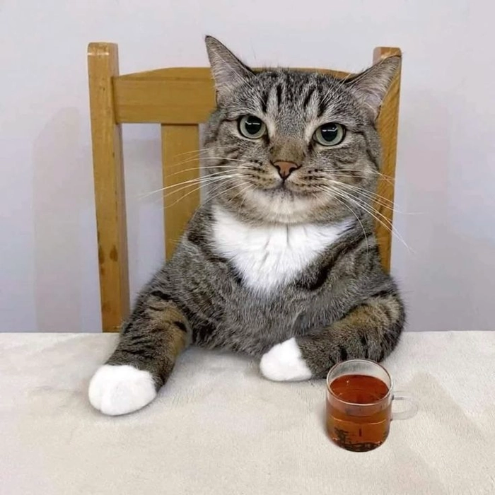 Mèo ngầu meme ngồi uống nước