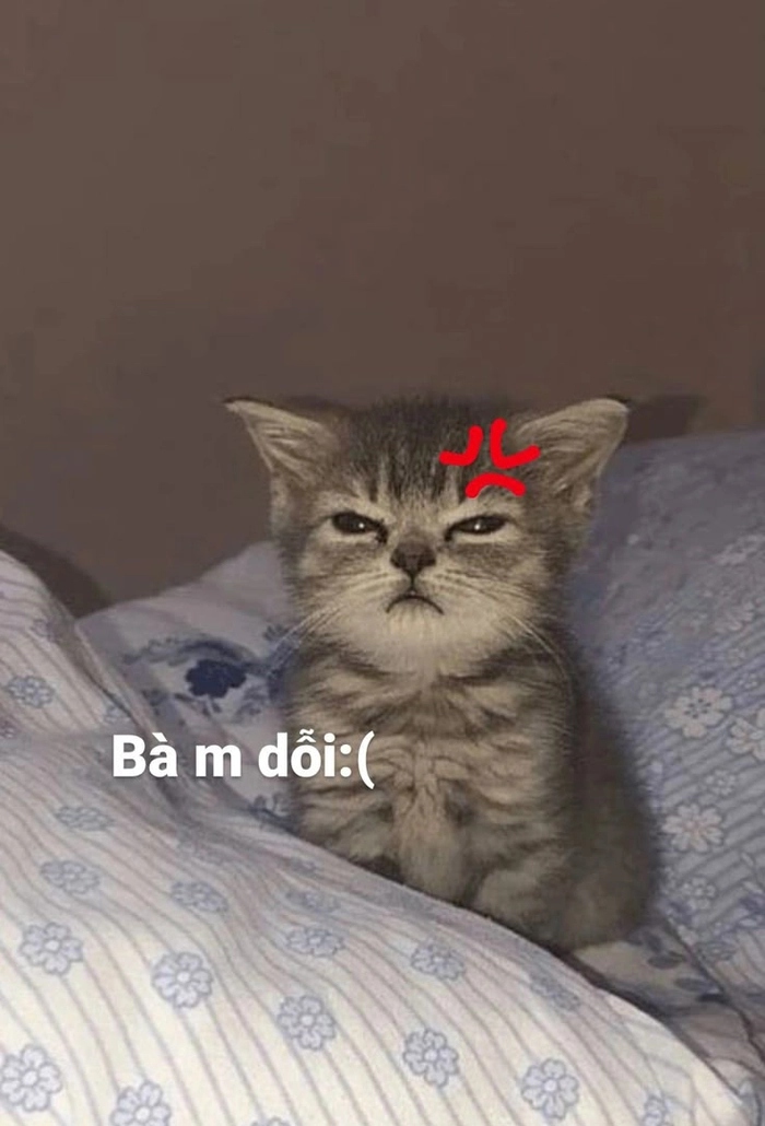 Mèo quạo meme nhìn mà phát sợ
