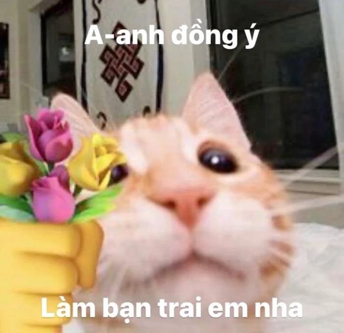 Mèo tặng hoa meme hài