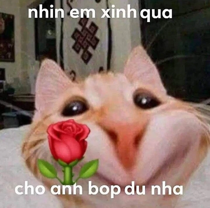 Mèo tặng hoa meme