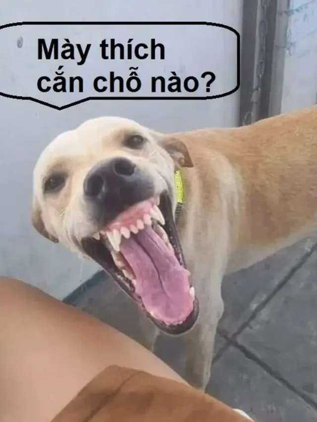 Ảnh chó cỏ meme cười ngất