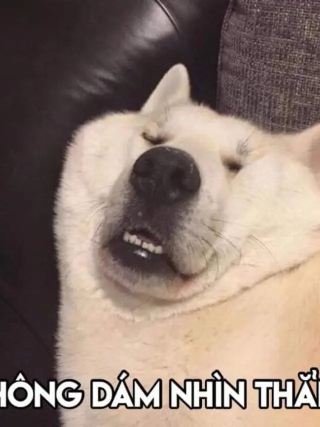 Ảnh chó meme vô tri chất lượng cao