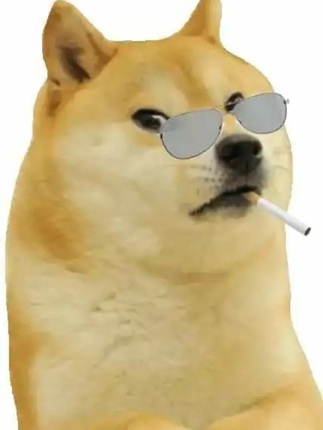 Ảnh meme chó đeo kính đang hot