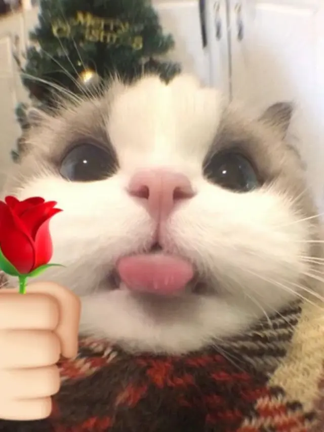 Ảnh meme mèo tặng hoa