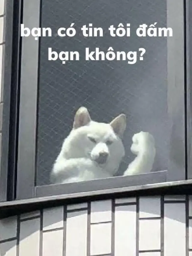Chó cơ bắp meme siêu ngầu