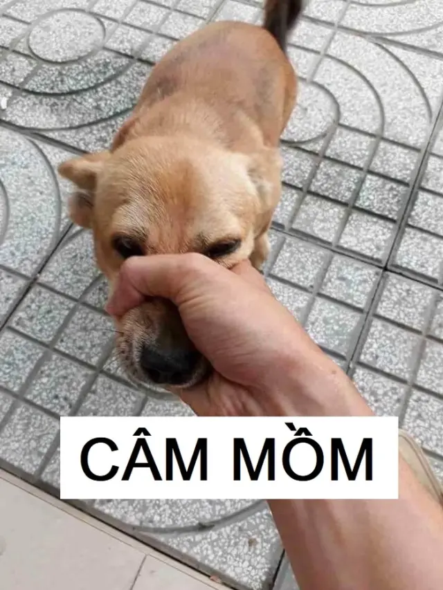 Meme bóp miệng chó ngộ nghĩnh