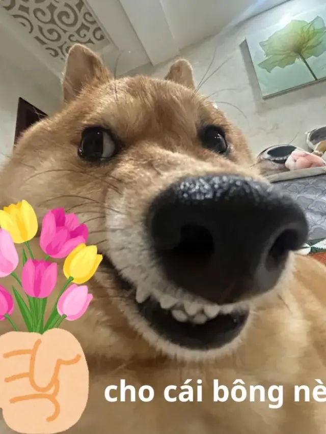 Meme chó tặng hoa dễ thương