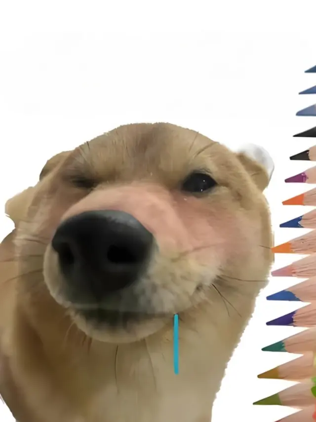 Meme con chó chảy dãi cực kỳ lầy lội