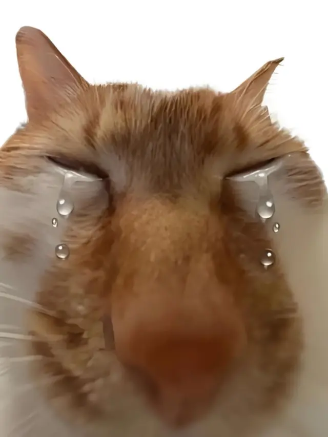 Meme mèo buồn khóc meme viral