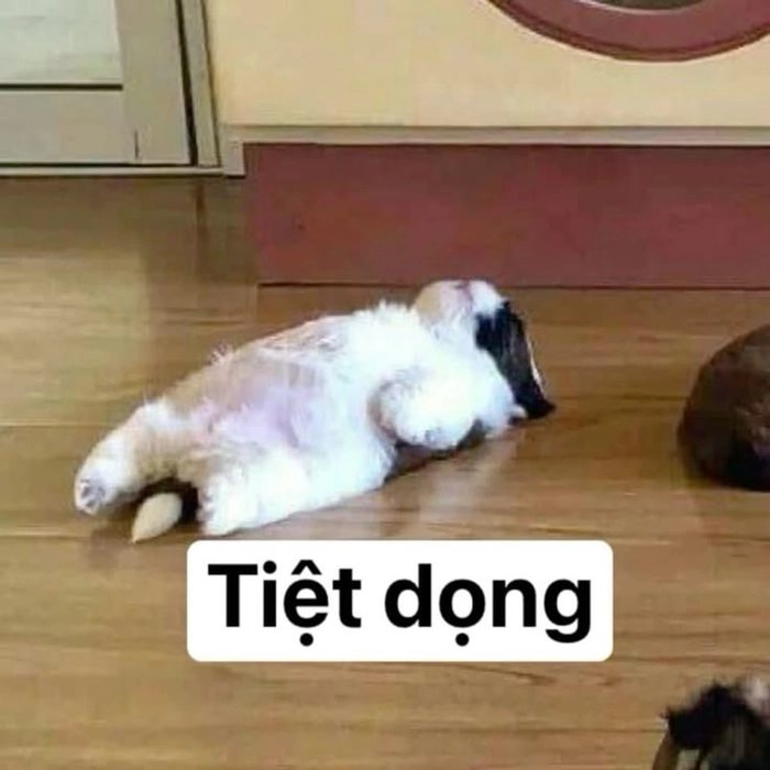 Ảnh con chó cute meme