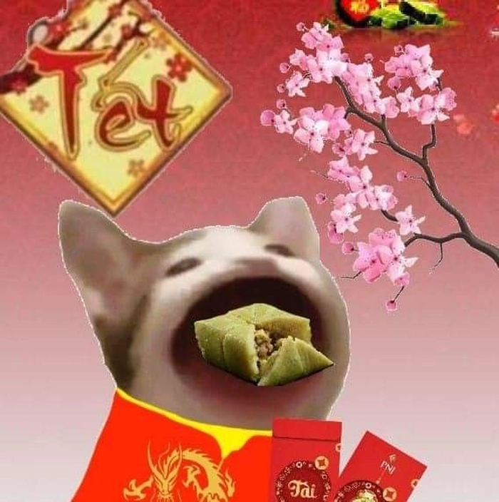 Ảnh con mèo Tết meme
