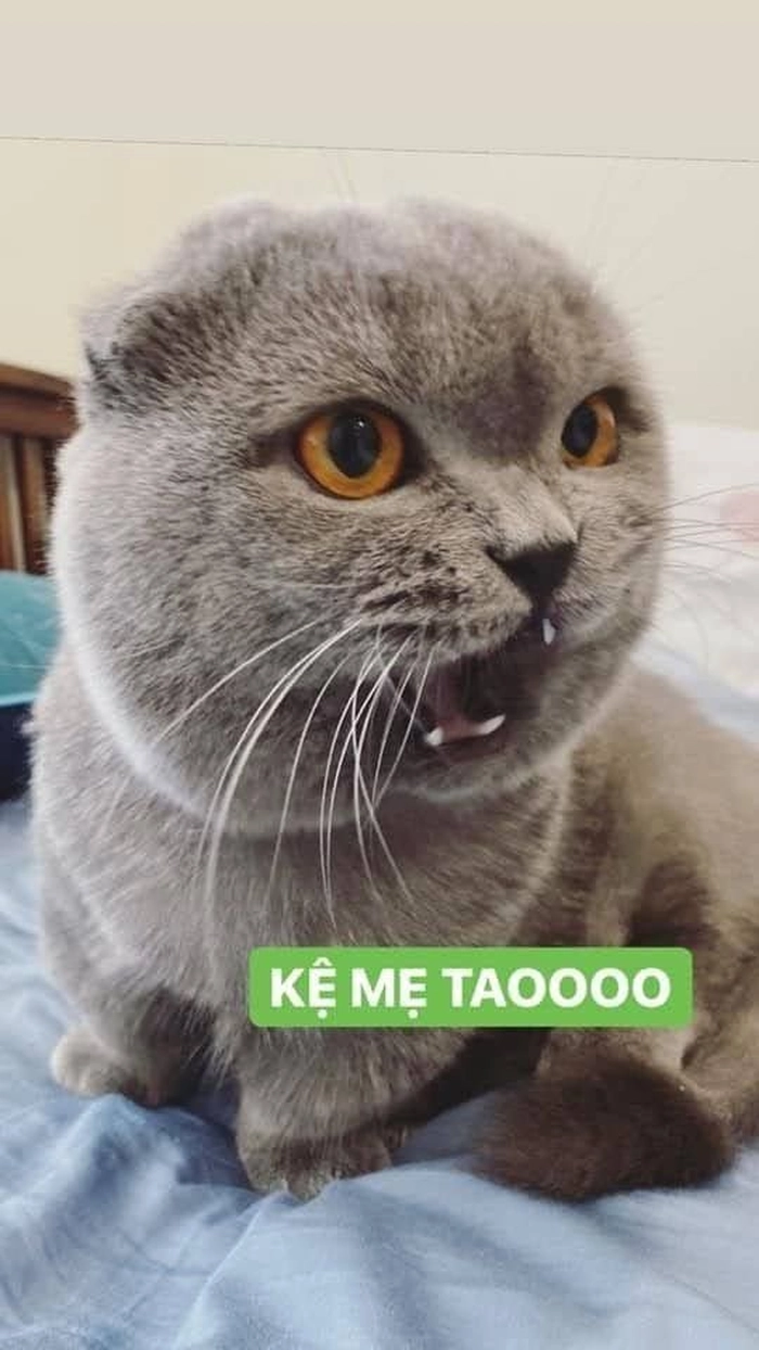 Ảnh con mèo meme hài cực kỳ vui