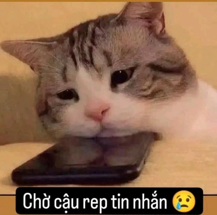 Ảnh con mèo meme hài không đỡ nổi
