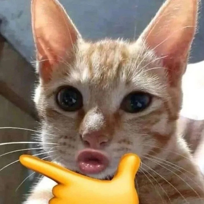 Ảnh động vật chế hài