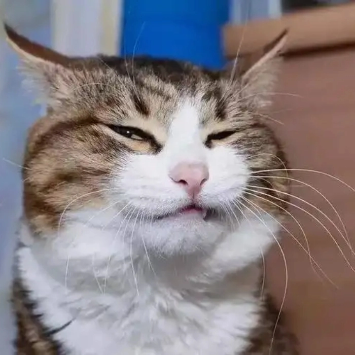 Ảnh động vật meme hài