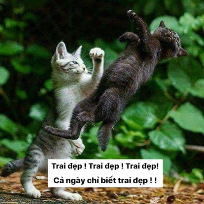 Ảnh meme 2 con mèo đánh nhau