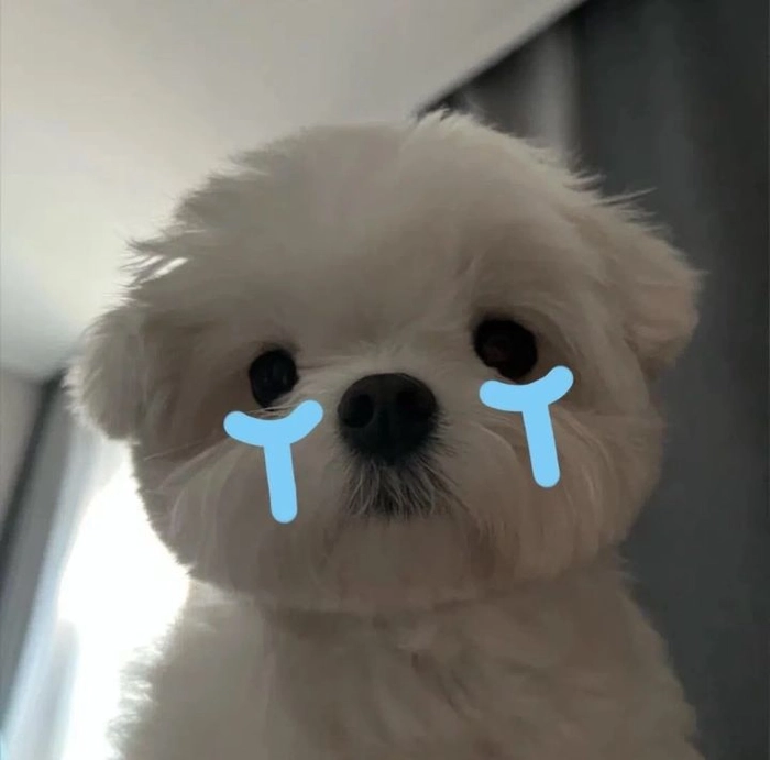 Ảnh meme chó cute
