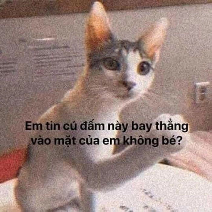 Ảnh meme con mèo đánh nhau