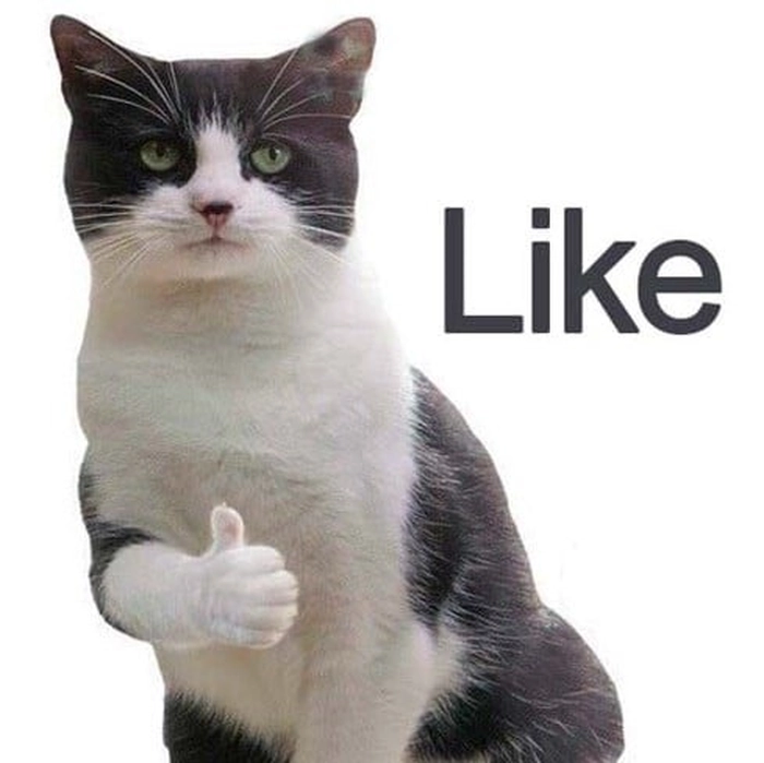 Ảnh meme con mèo like chất chơi