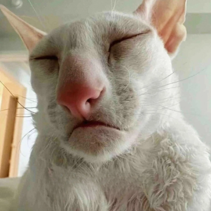 Ảnh meme động vật bựa