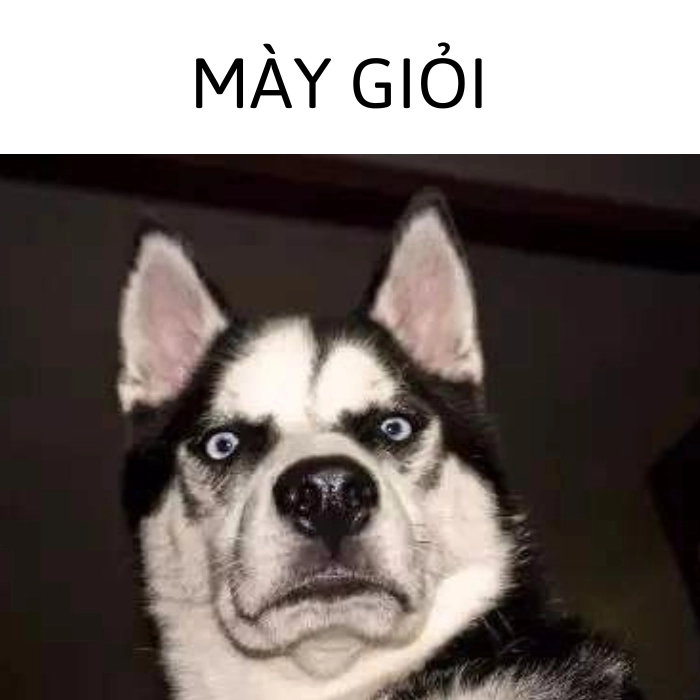 Ảnh meme động vật cực chất