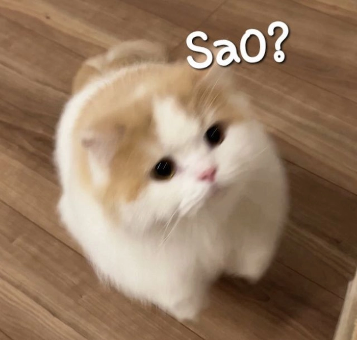 Ảnh meme hài mèo biểu cảm
