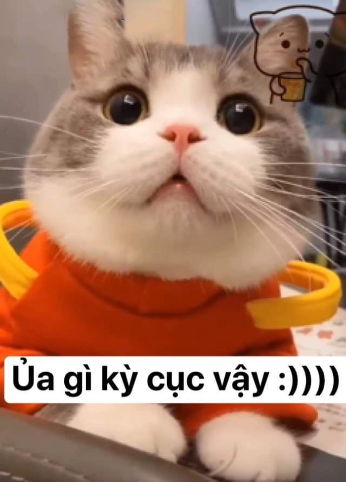 Ảnh meme hài mèo mặn mòi