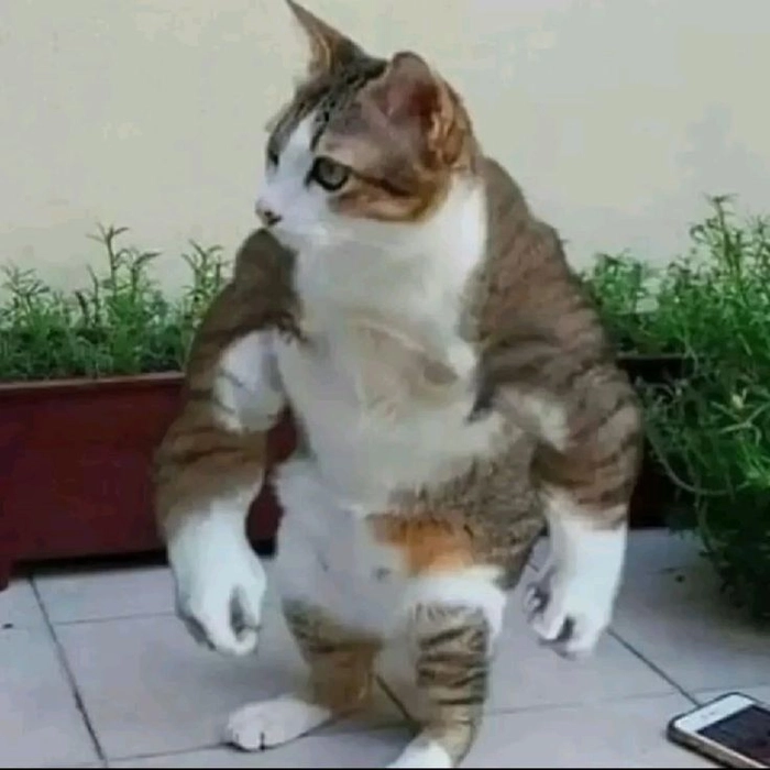 Ảnh meme mèo béo cơ bắp