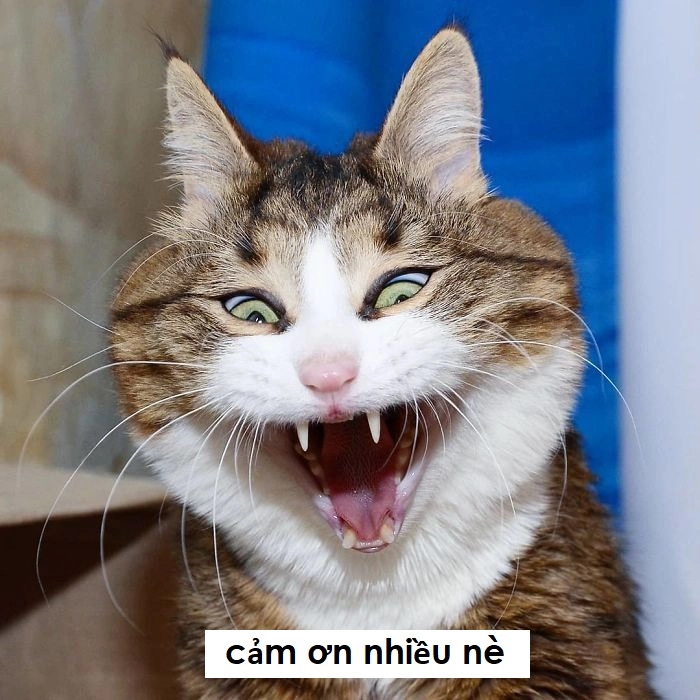 Ảnh meme mèo cảm ơn chế mặn