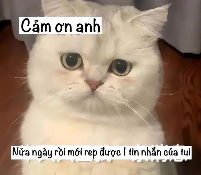 Ảnh meme mèo cảm ơn chế siêu hài