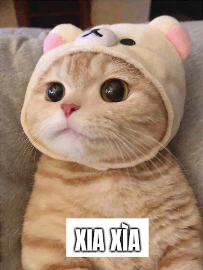 Ảnh meme mèo cảm ơn dễ thương