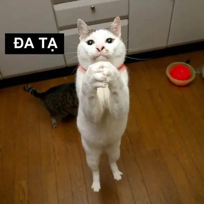 Ảnh meme mèo cảm ơn hài hước nhất