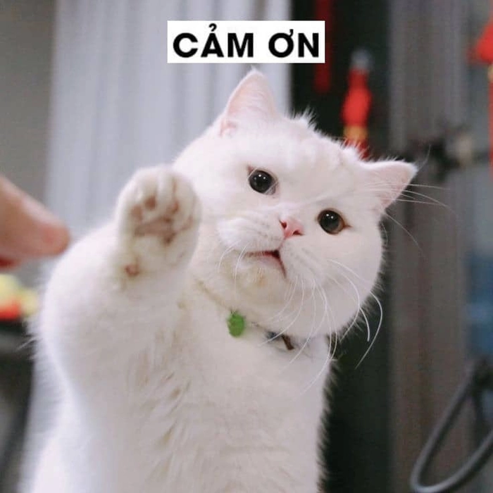 Ảnh meme mèo cảm ơn viral