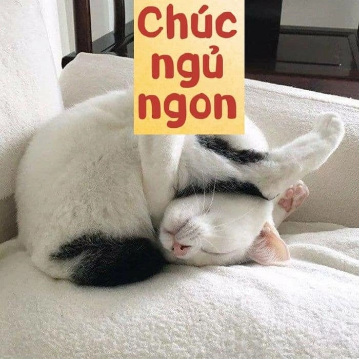 Ảnh meme mèo chúc ngủ ngon