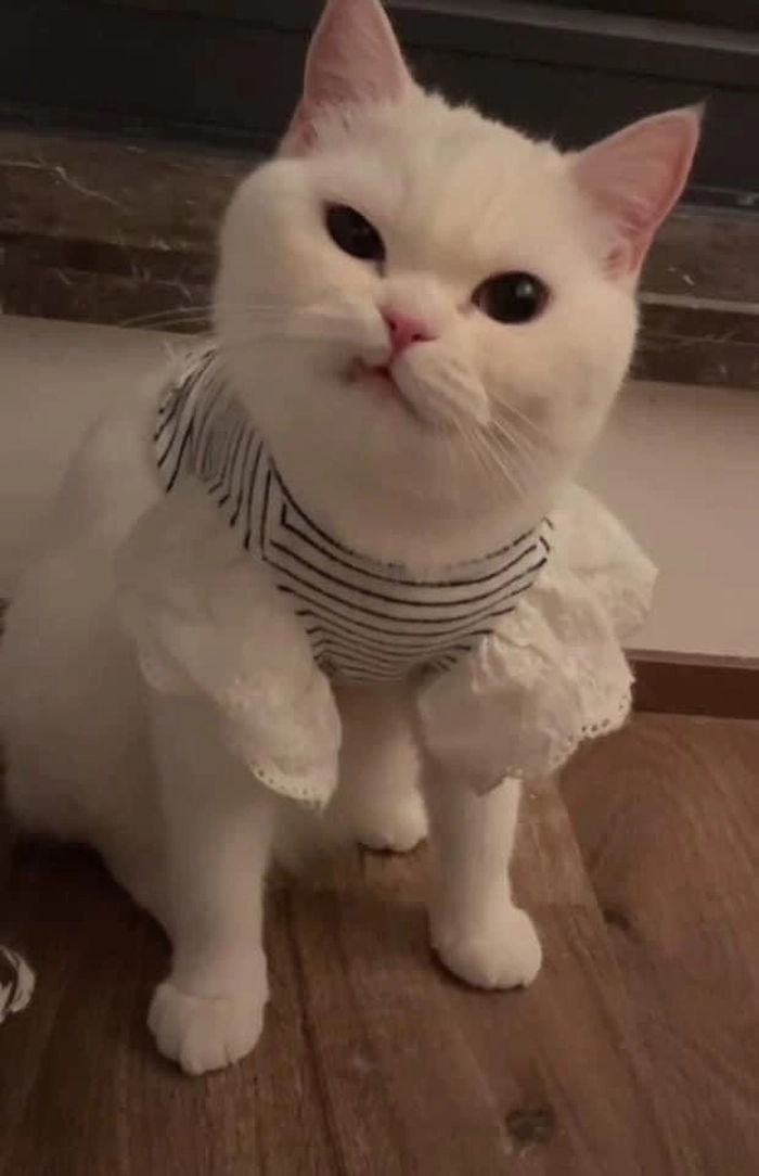 Ảnh meme mèo cười nhếch mép siêu lầy