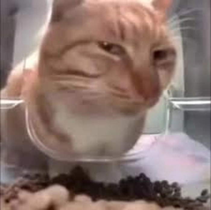 Ảnh meme mèo cười nhếch mép troll