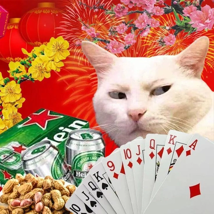 Ảnh meme mèo đánh bài ngày Tết