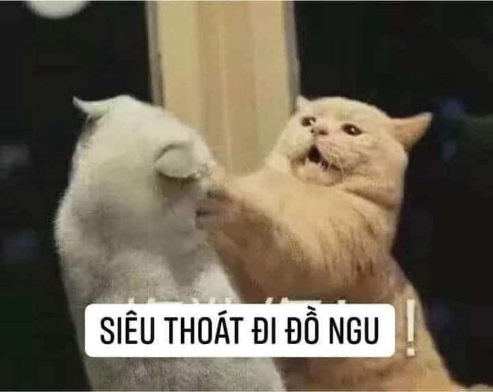 Ảnh meme mèo đánh lộn